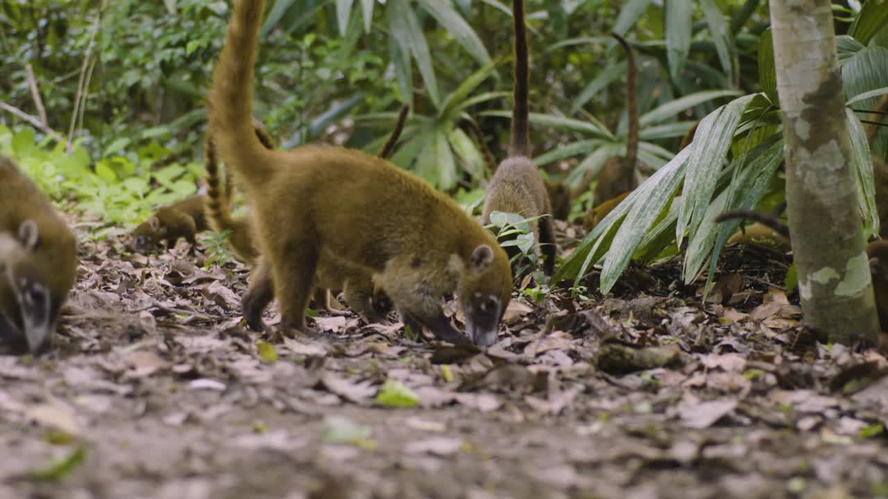 coatis en busca de alimento en la selva de guatemala