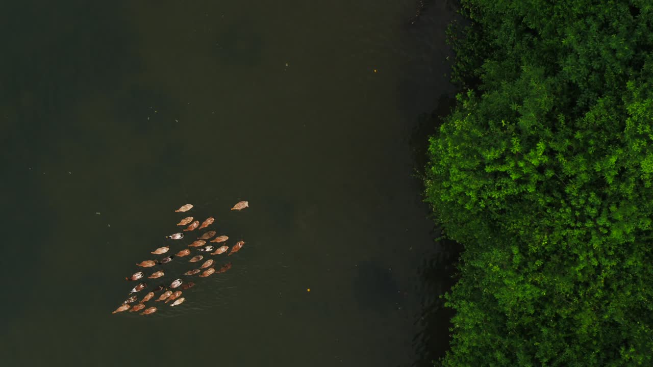 에랄라 신들의 나라 아름다운 풍경, 케랄라의 뒷바다에 있는 오리, 알레페이 알라푸자