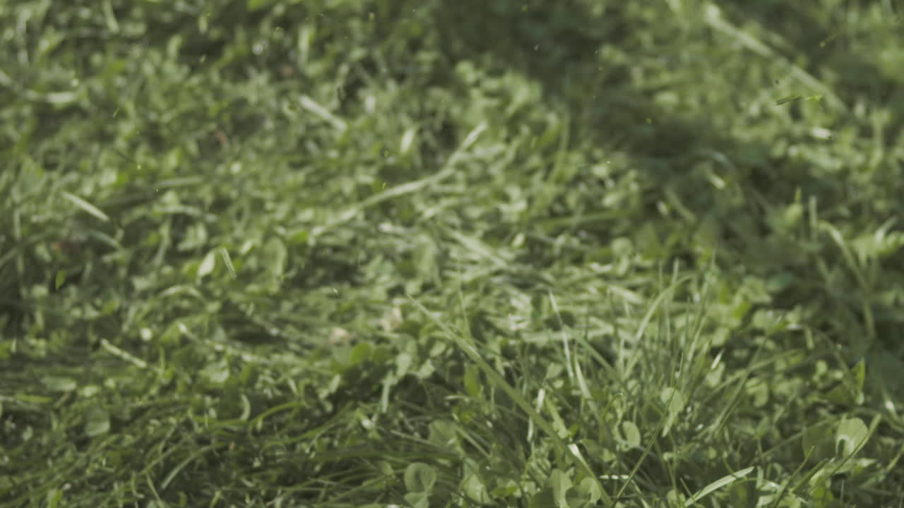 свежескошенная трава