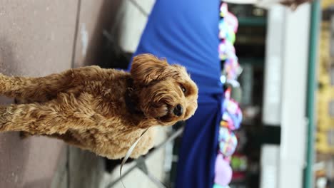 pet golden doodle puppy dog on leash while outdoors, vertical footage