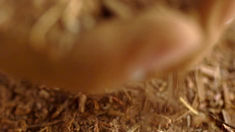 macro shots of hands during madder powder production, natural plant root used for dyes and remedies