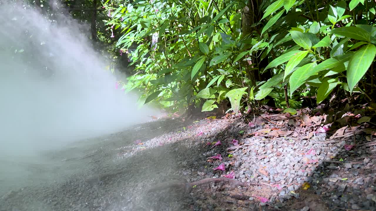 Thick fog drifts across a sunlit stone path surrounded by vibrant green foliage, static camera