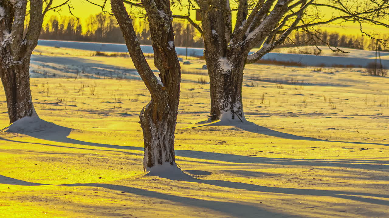 luz del sol amarilla en el campo nevado con sombras de troncos de árboles moviéndose