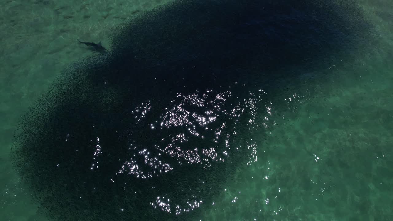 Shark Feeding On A Huge Bait Ball In Pottsville Beach, New South Wales, Australia - Drone Shot