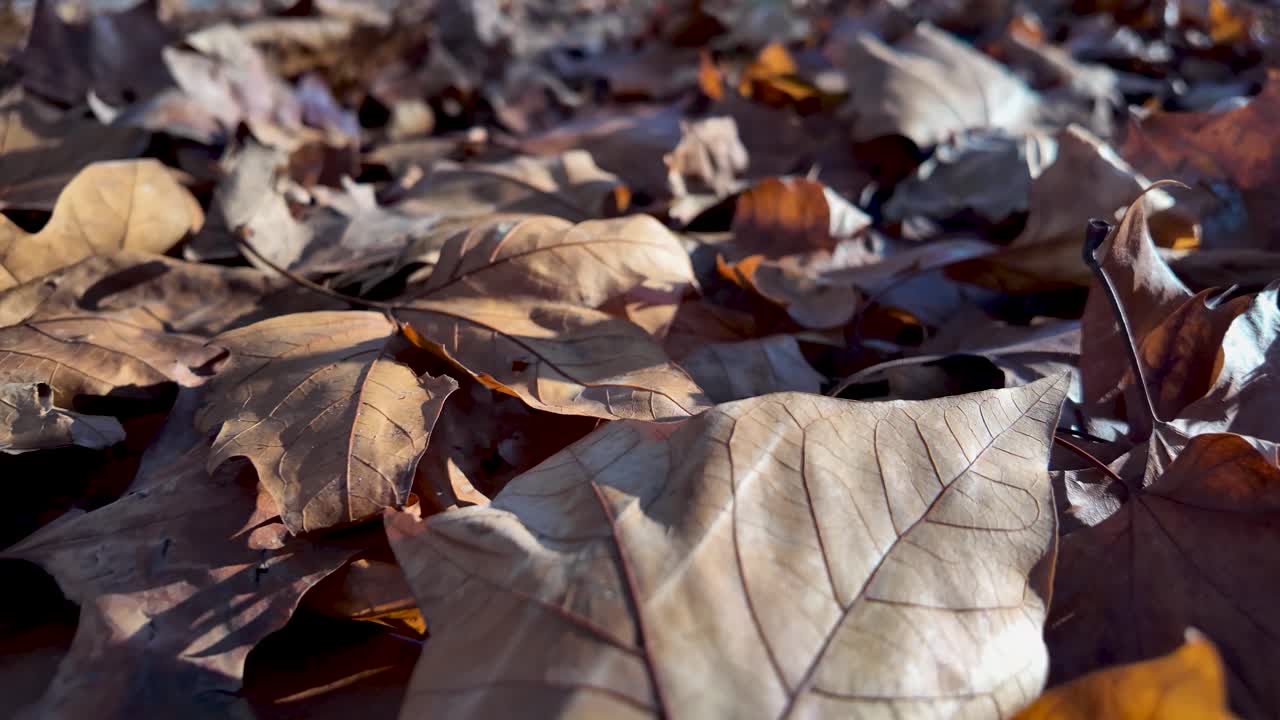 Primo piano di foglie autunnali cadute sul suolo della foresta. Il fogliame marrone e giallo crea uno sfondo stagionale.