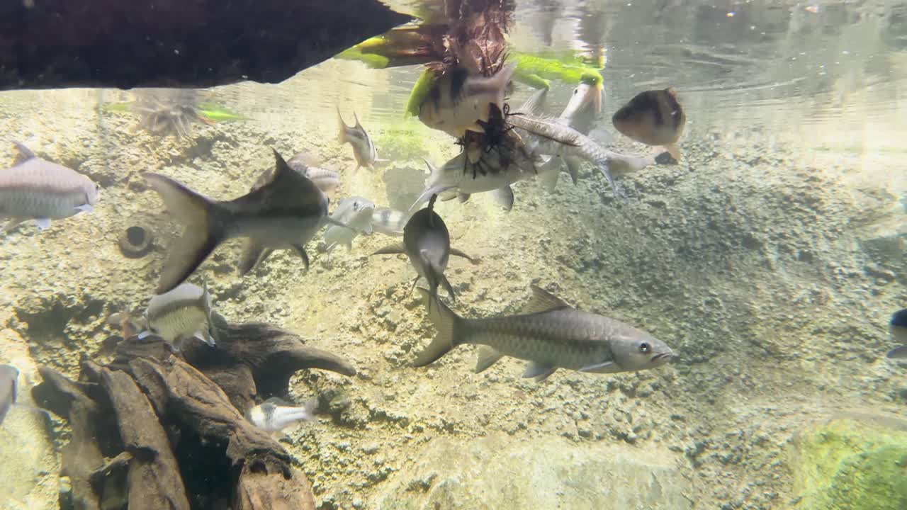 Campo lungo subacqueo di barbi di latta e botia pagliaccio che nuotano vicino a rocce del letto del fiume e legni