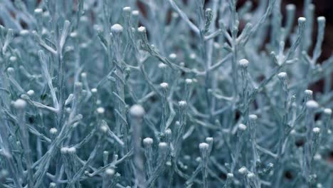 Blue-Silver-Complex-Patters-Of-Cushion-Bush-Branchlets-And-Flowers,-CLOSE-UP