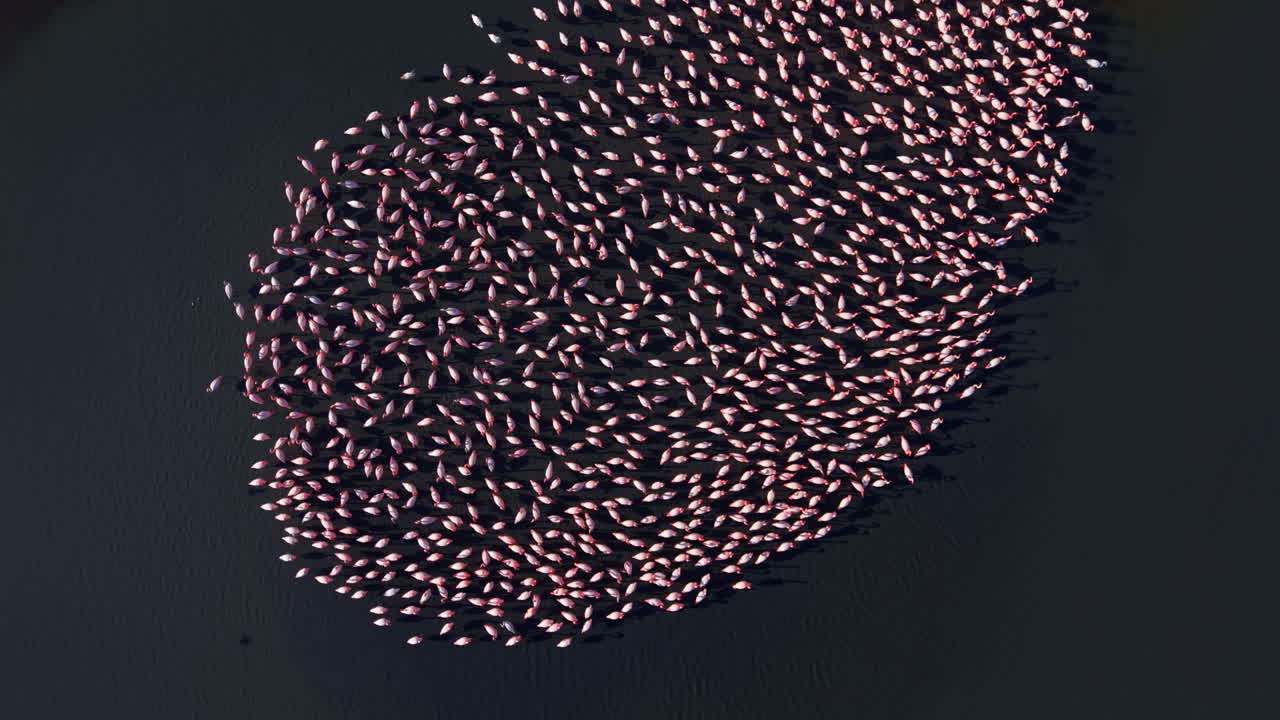 Stormi di fenicotteri vivaci si radunano con grazia in una serena zona umida al tramonto, creando uno spettacolo naturale mozzafiato