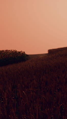 campo de trigo dorado en el paisaje del atardecer