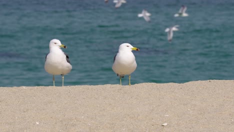 a pair of black-tailed gull birds standing on the shore of the beach in gangneung, south korea - close up