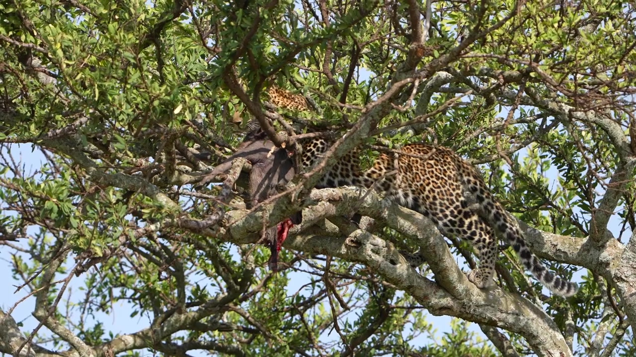 Kenya'daki vahşi yaşam safarisi sırasında bir ağaçta yaban domuzu avını koruyan güçlü Afrika Leoparı.