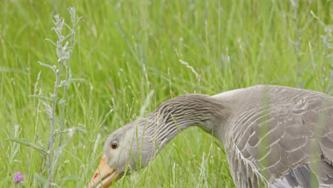 family of canadian greylag geese feeding amongst the reedbeds of the lincolnshire marshlands and enjoying the summer sun