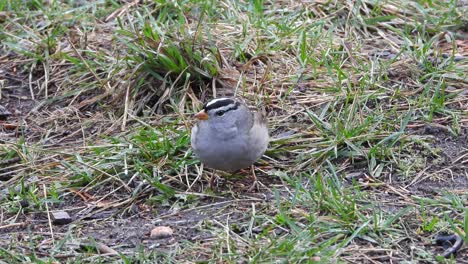 white crowned sparrow searches for food on the ground