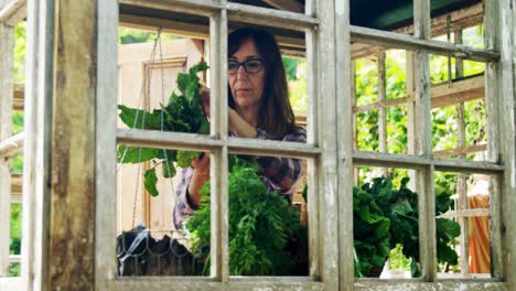 mujer madura mirando verduras de hojas 4k