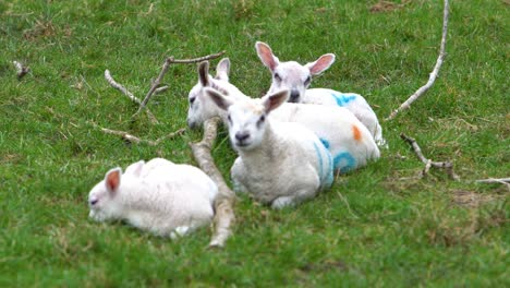 lockdown shot of lambs sleeping on fallen branches