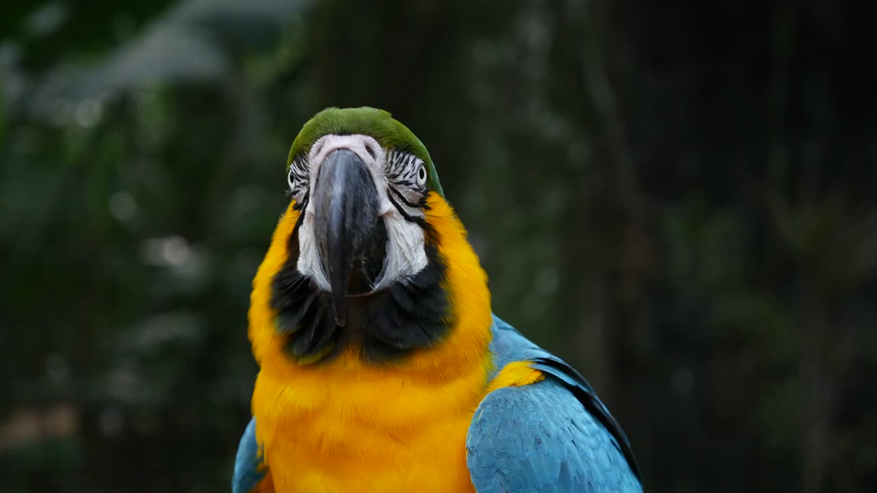 el guacamayo loro en el fondo de la naturaleza