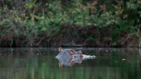 Big-hippo-swimming-peacefully-in-a-lake,-showing-only-the-face,-ears,-nose-and-eyes,-in-the-Kruger-National-Park,-in-South-Africa