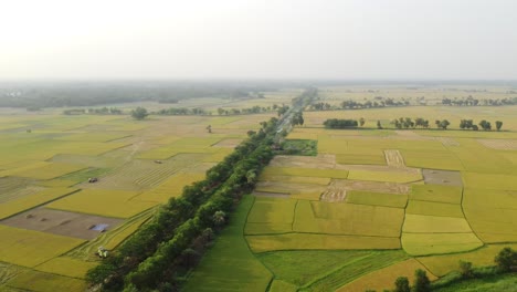 The-beauty-of-nature-has-blossomed-in-the-golden-crop-of-Bengal-i