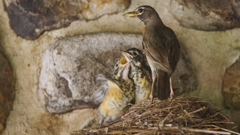 robin chicks being fed worms by mother