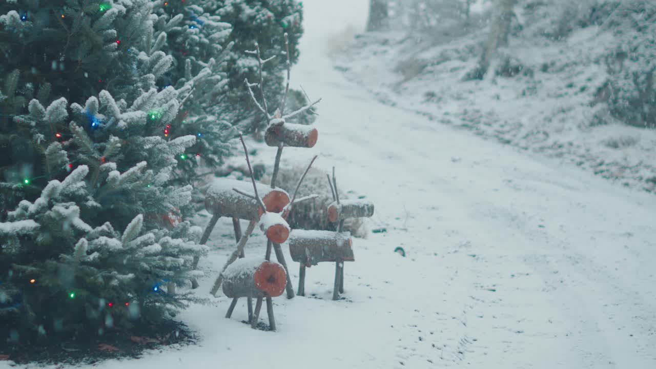 Christmas tree outdoor colorful decoration snow snowfall winter evergreen spruce forest