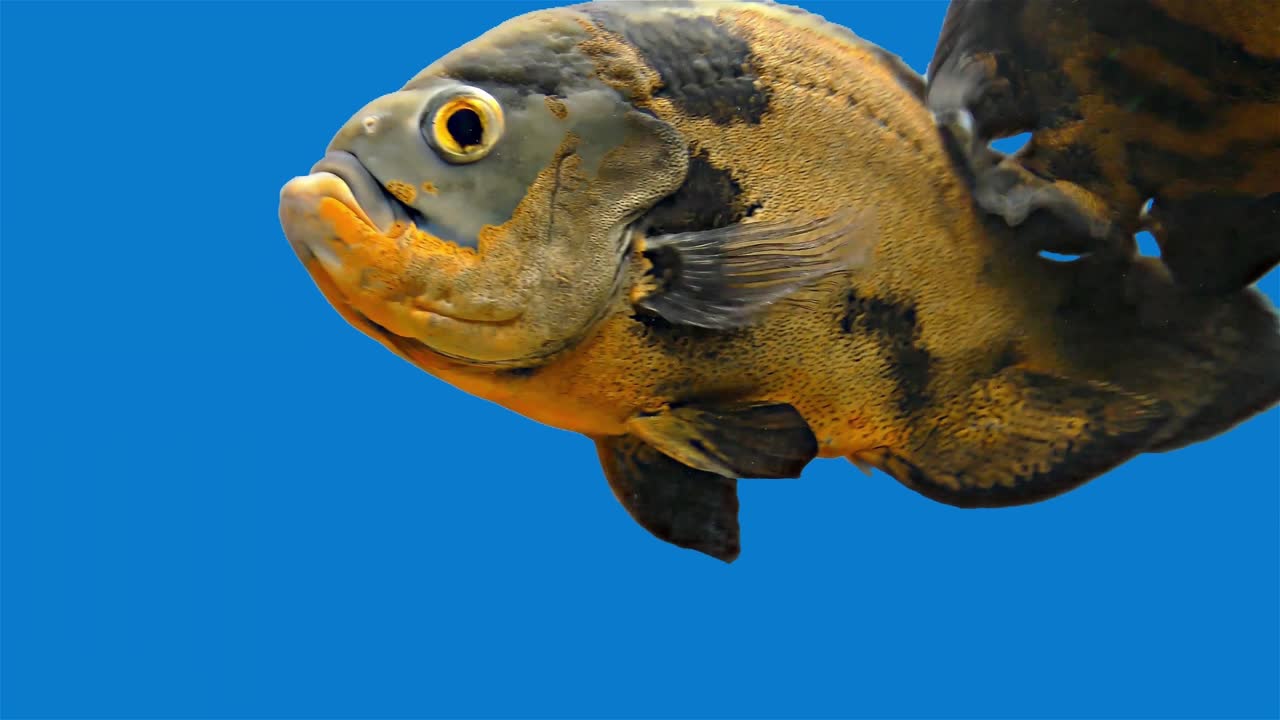 pez tropical del amazón - tigre oscar, fondo azul, pantalla azul