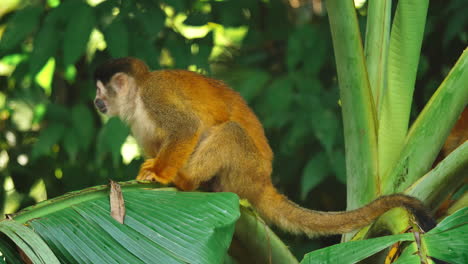 a squirrel monkey finds peace on a banana leaf in costa rica.