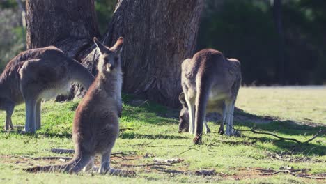 Compañía-De-Wallaby-Pastando-En-El-Greenfield-Bajo-Un-Día-Soleado