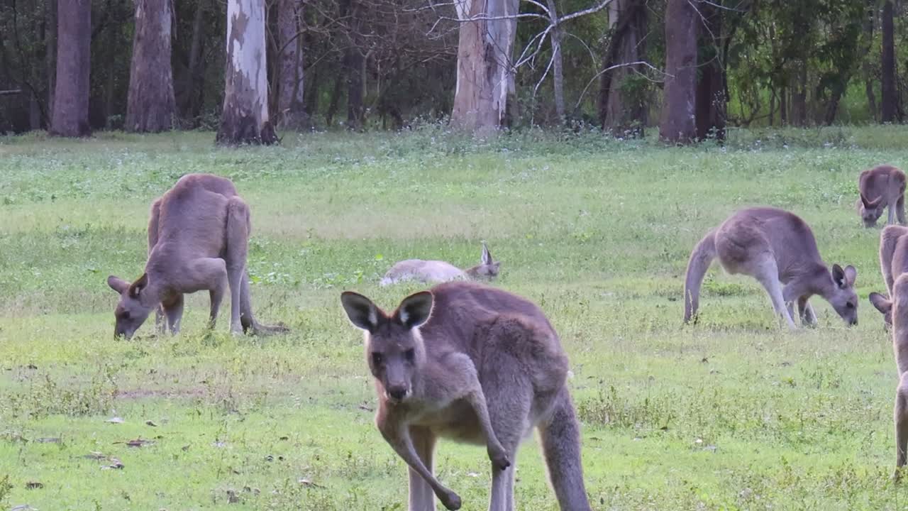 A group of kangaroos feeding and moving in a grassy area near the forest edge.