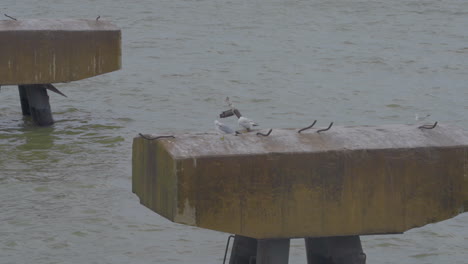 Möwen-Sitzen-Auf-Dem-Pier-Im-Eriesee,-Den-Großen-Seen