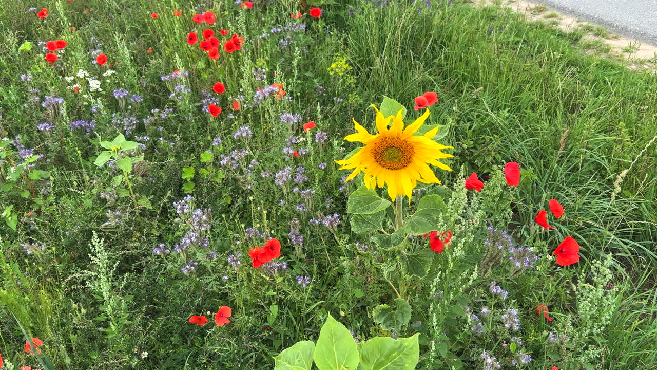 Ved siden av en vei er det et blomstrende belte med solsikker, valmuer og kornblomster for insektene.
