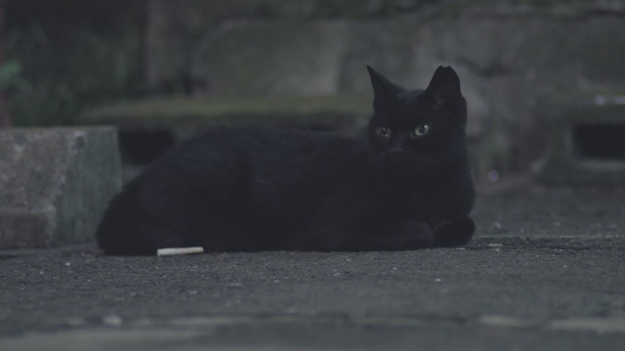 gato callejero negro tirado tranquilamente en el suelo y mirando la cámara por la noche en tokio, japón