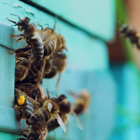 Slow motion of honey bees flying around beehive. Bees swarming near hole of wooden beehive