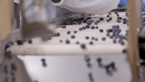 a blueberry processing and packaging plant