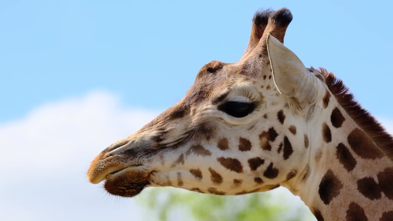 Primo Piano al Rallentatore di una Giraffa che Mastica con Cielo Blu sullo Sfondo