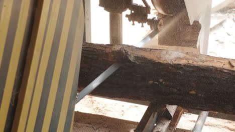 Closeup of cut pine tree log on sawing machine at wood production factory. Timber material processing and cutting at sawmill. Manufacturing process at lumber mill. Sawing woods on power machine