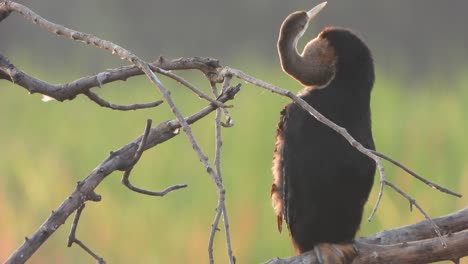 anhinga in pond uhd mp4 .