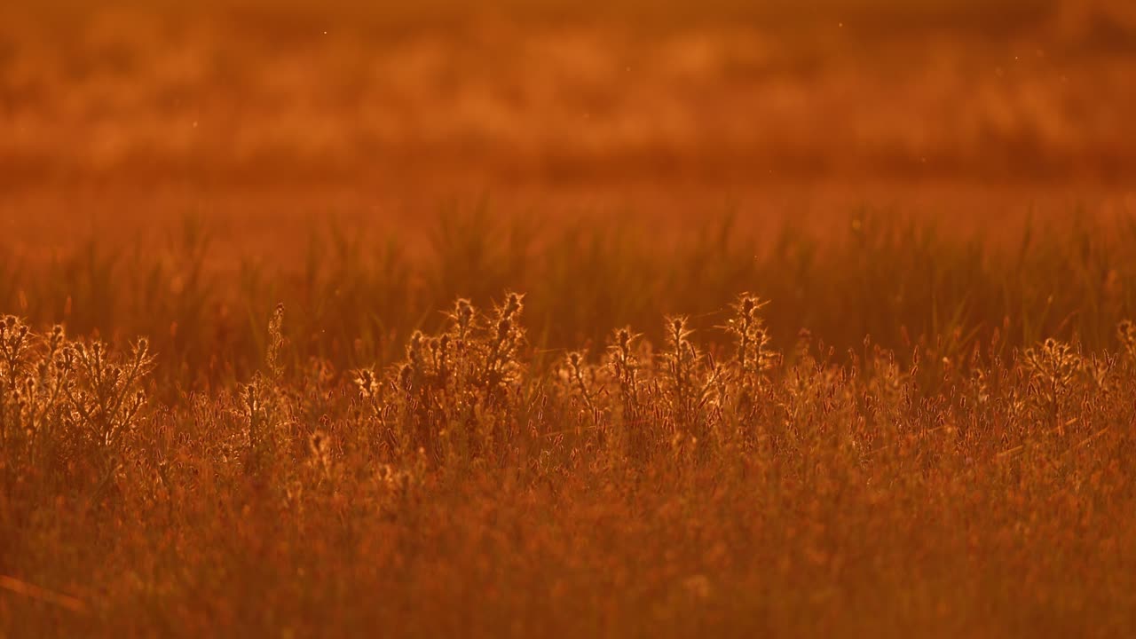 puesta de sol dorada en un campo