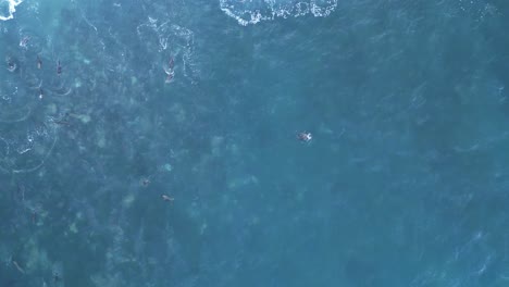 Done-shot-straight-down-with-Sea-Lions-playing-and-jumping-when-big-wave-comes-over-them-during-King-Tide-in-La-Jolla,-California