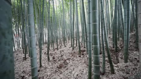 una muñeca en un bosque de bambú