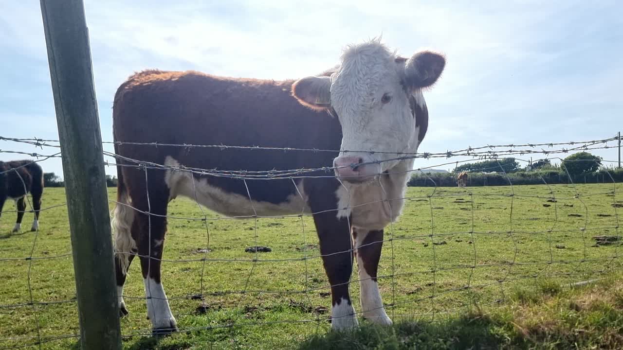 Young brown male bull looking over barbed wire fence on bright sunny farmland meadow