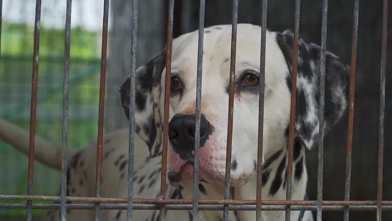 Primer plano de un perro dálmata feliz detrás de una valla metálica, mira con curiosidad mientras mueve la cola.