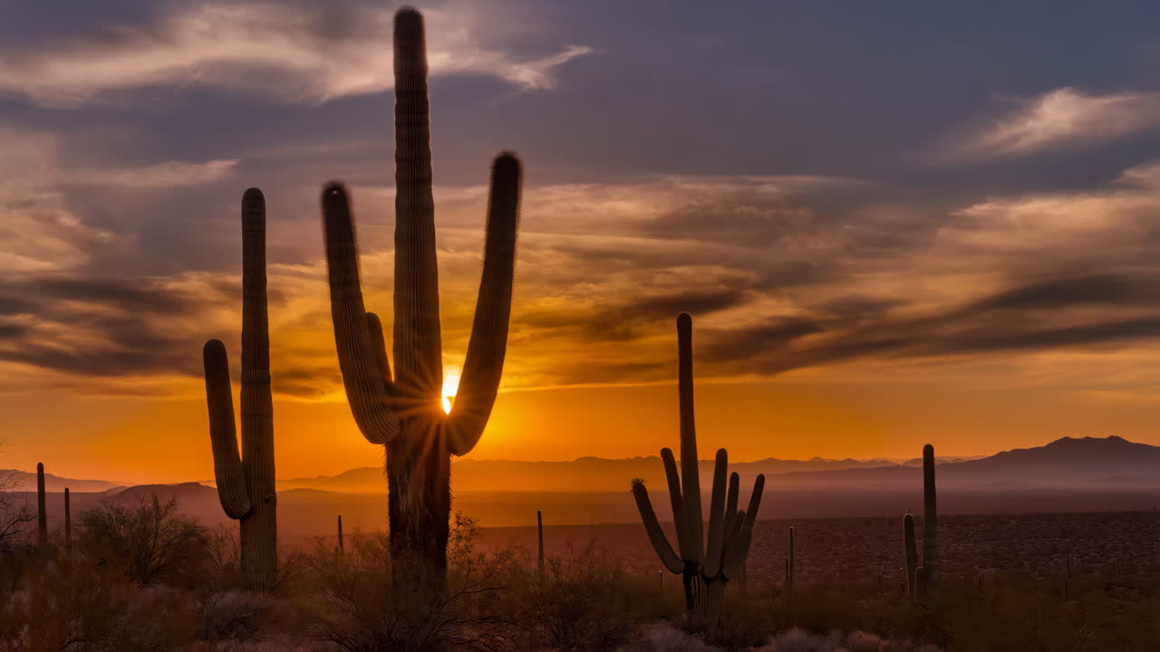Saguaro Cacti Silhouetted Against a Vibrant Desert Sunset