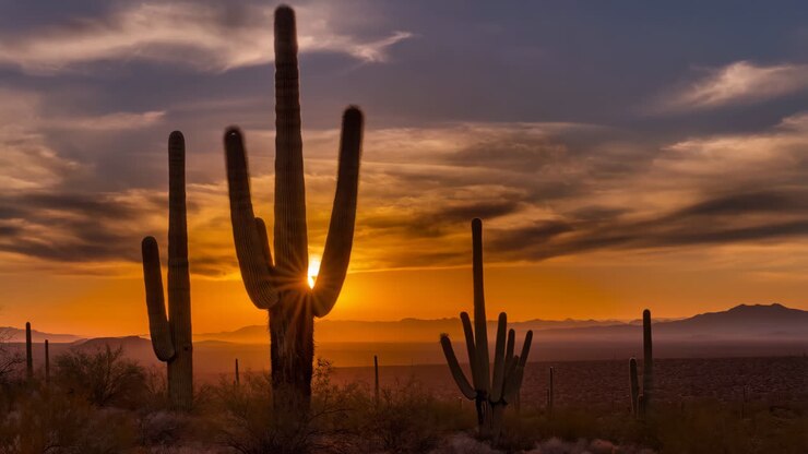 Saguaro Cacti Silhouetted Against a Vibrant Desert Sunset