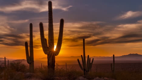 saguaro cacti silhouetted against a vibrant desert sunset