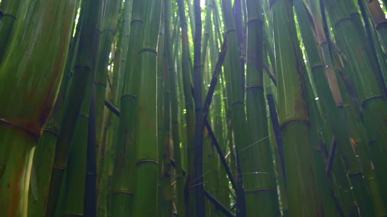 bosque de bambú en maui, hawaii