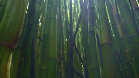 位於夏威夷毛伊島 (maui) 的竹林