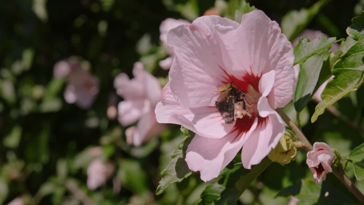 Nærbilde i sakte film av en bie som samler pollen på en hibiskusblomst, 4k 125fps
