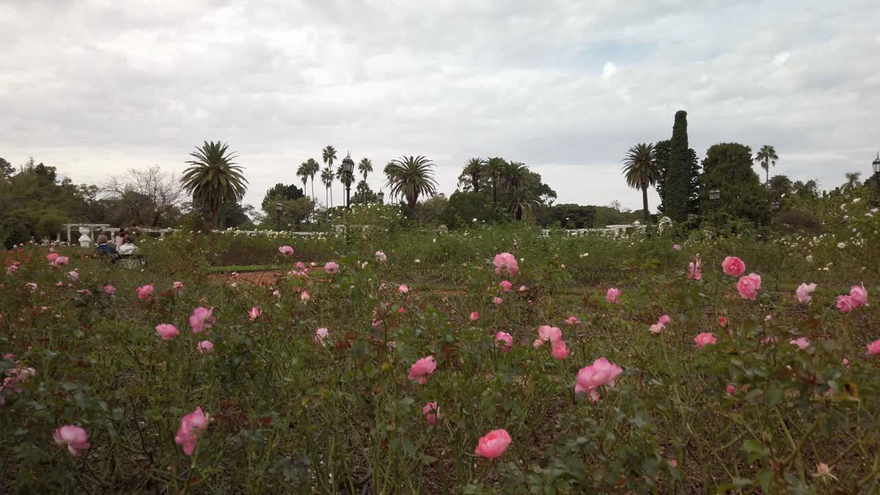 inclínate hacia arriba para revelar el hermoso jardín de rosas de palermo y las flores rosadas en un día nublado
