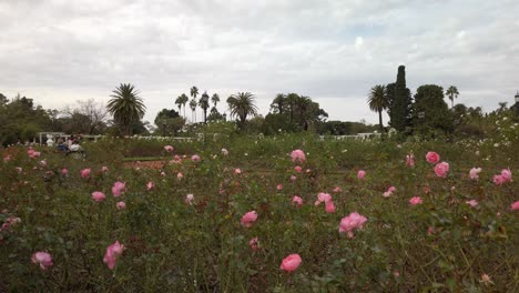 TILT-UP-Revealing-beautiful-Palermo-rose-garden-and-pink-flowers-on-cloudy-day