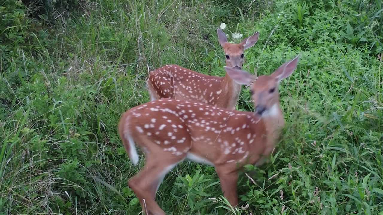 ciervo caminando en la hierba alta en la naturaleza cerca del bosque